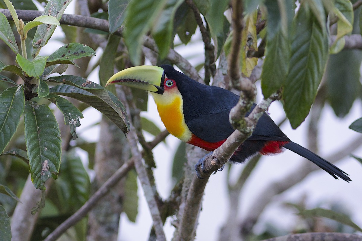 Red-breasted Toucan - ML294832271