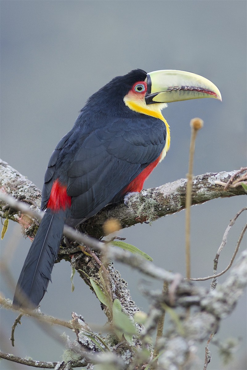 Red-breasted Toucan - ML294832321