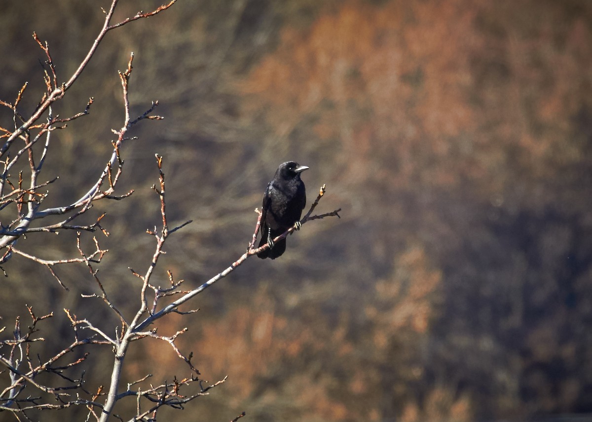 Carrion Crow - Gredos G
