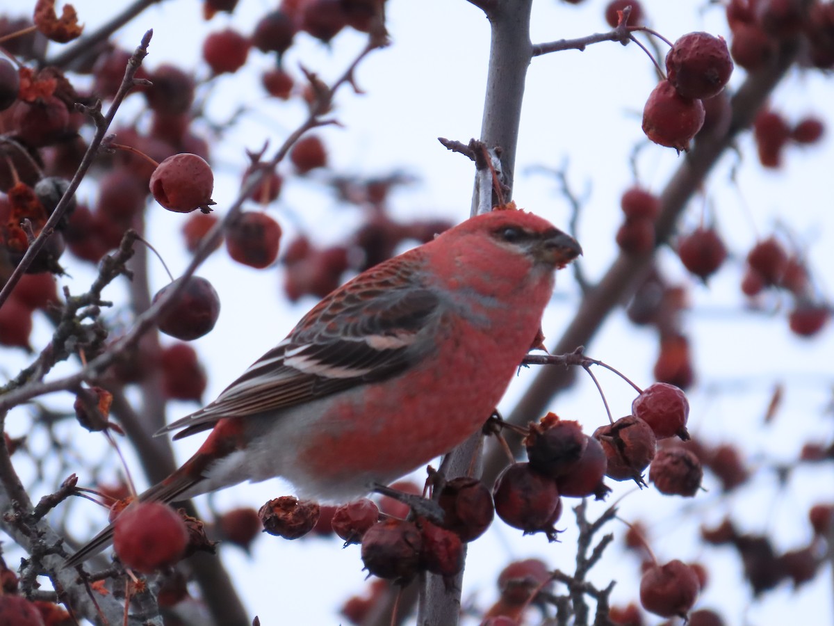 Pine Grosbeak - Michel Bourassa (T-R)