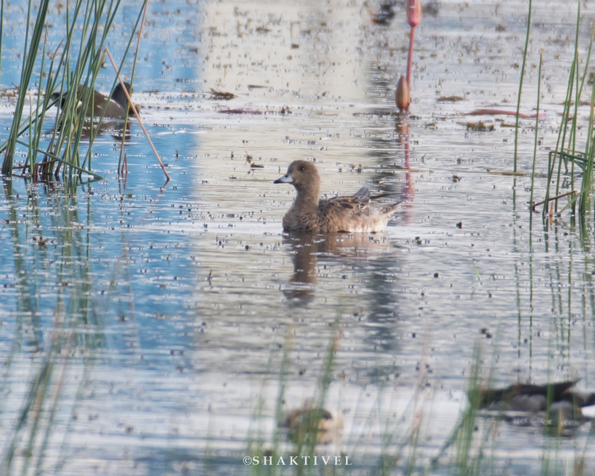 Eurasian Wigeon - ML294835101