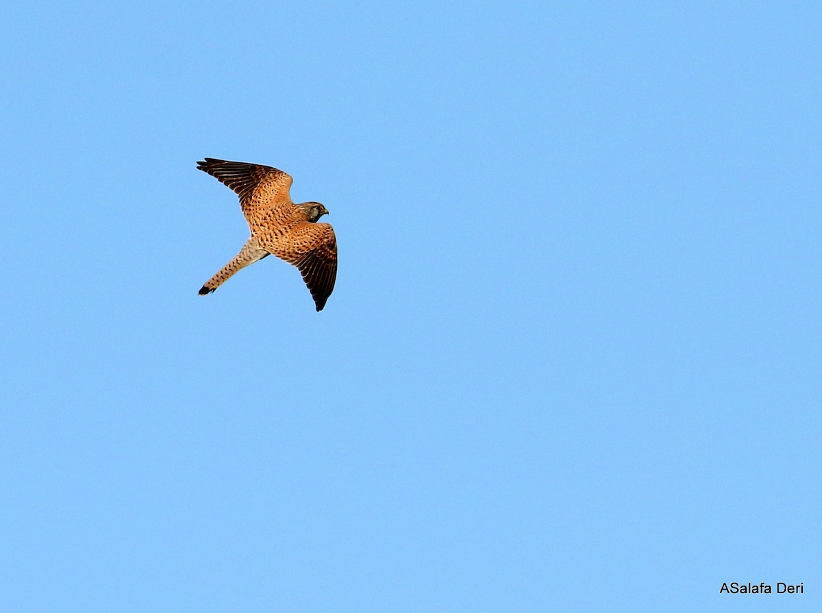 Eurasian Kestrel (Eurasian) - Fanis Theofanopoulos (ASalafa Deri)