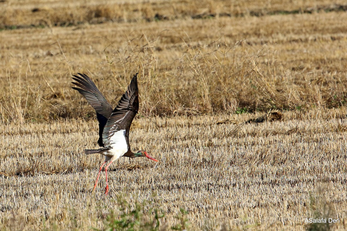Black Stork - Fanis Theofanopoulos (ASalafa Deri)