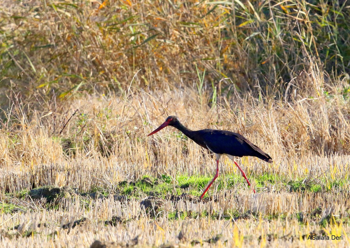 Black Stork - Fanis Theofanopoulos (ASalafa Deri)