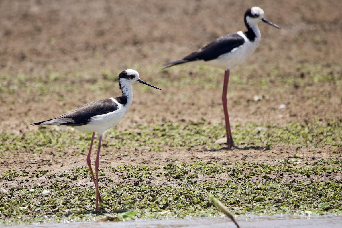 Black-necked Stilt - ML294843291