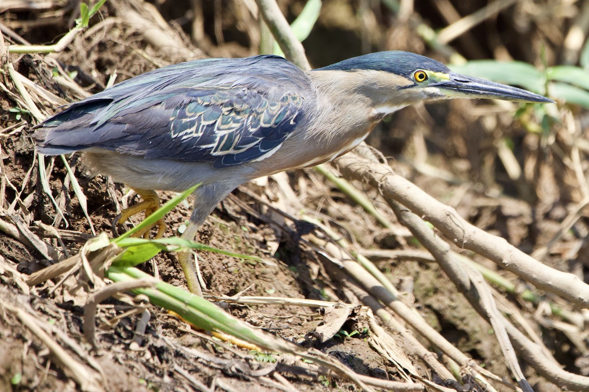 Striated Heron - ML294843381