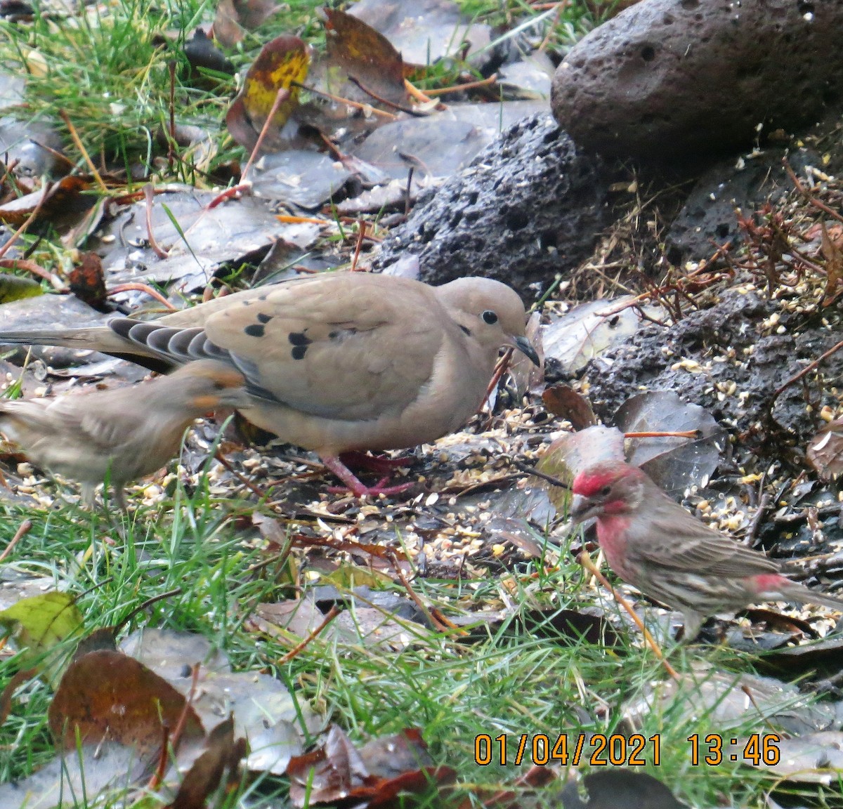 Mourning Dove - ML294846491