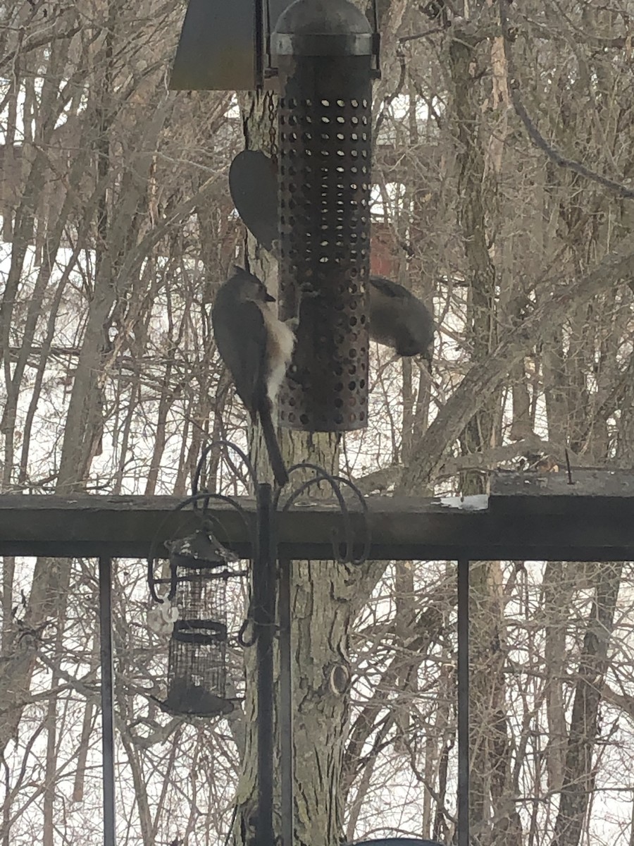 Tufted Titmouse - ML294846691