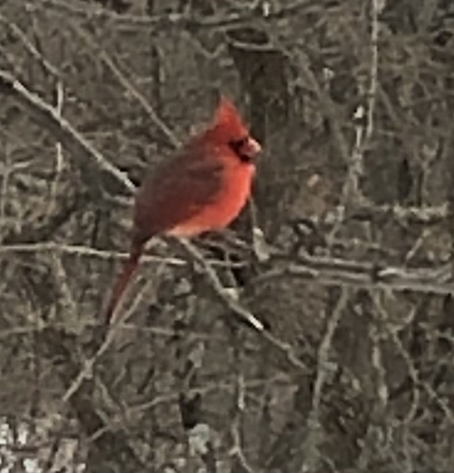 Northern Cardinal - Delores Ranshaw