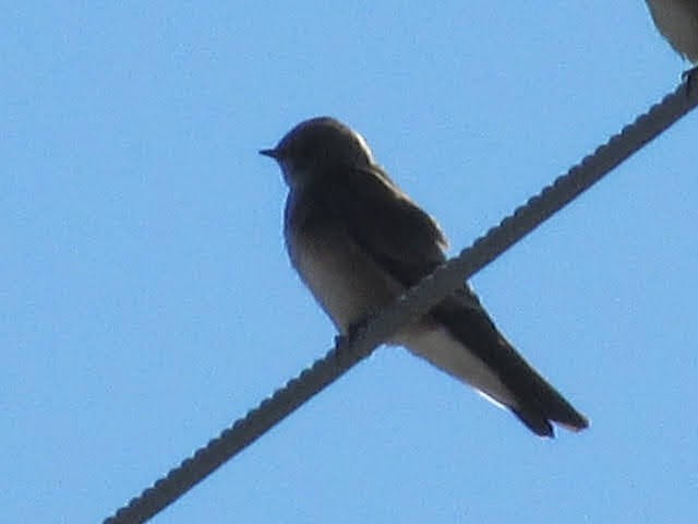 Northern Rough-winged Swallow - ML294849281