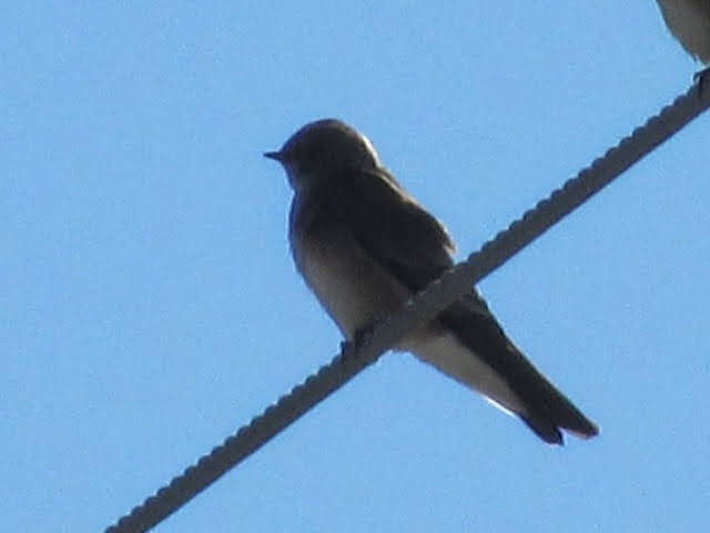 Golondrina Aserrada - ML294849281