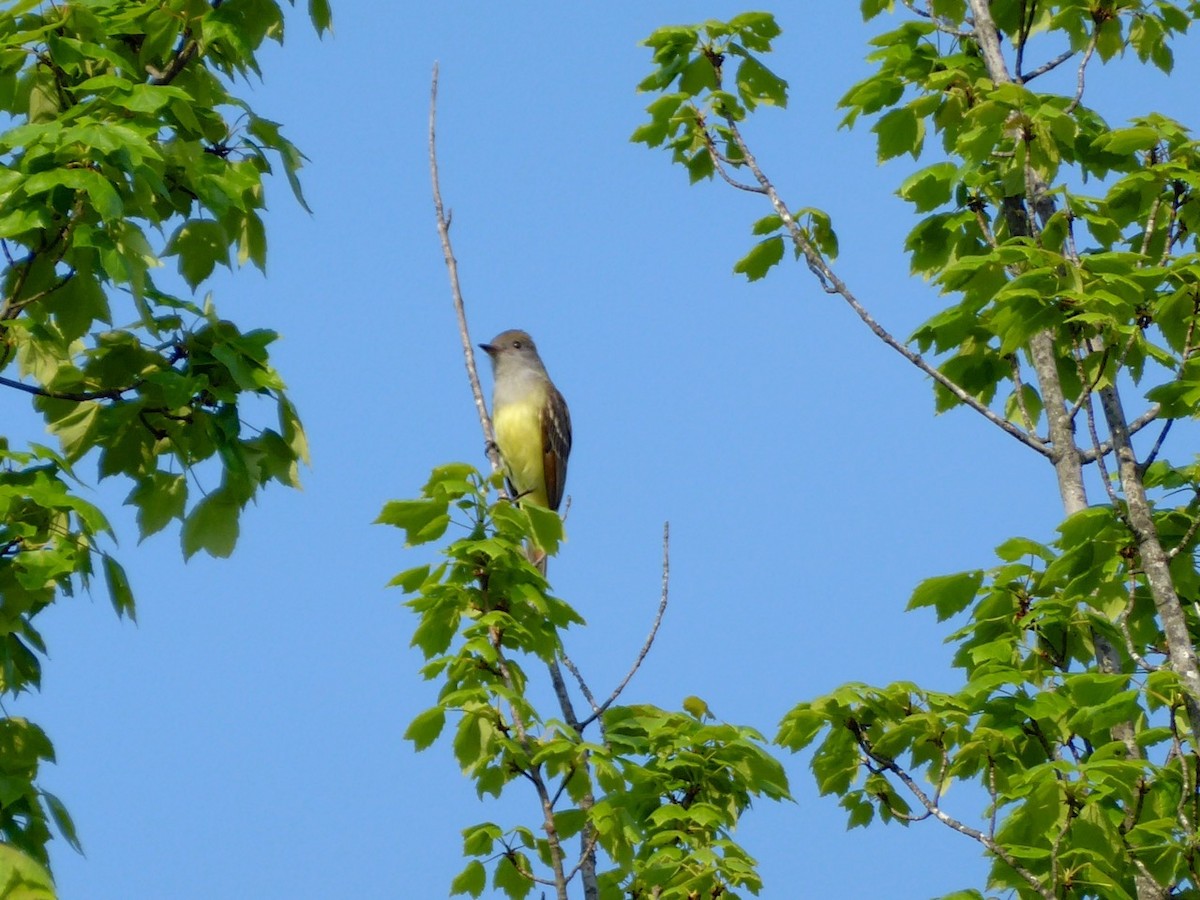 Great Crested Flycatcher - ML29485211