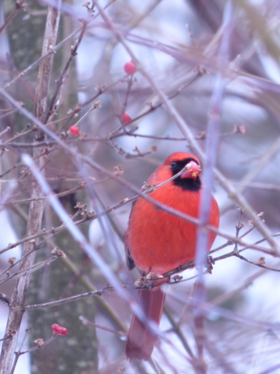 Northern Cardinal - ML294852451