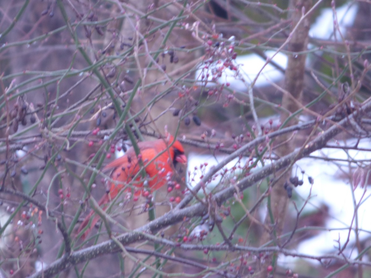 Northern Cardinal - ML294852461