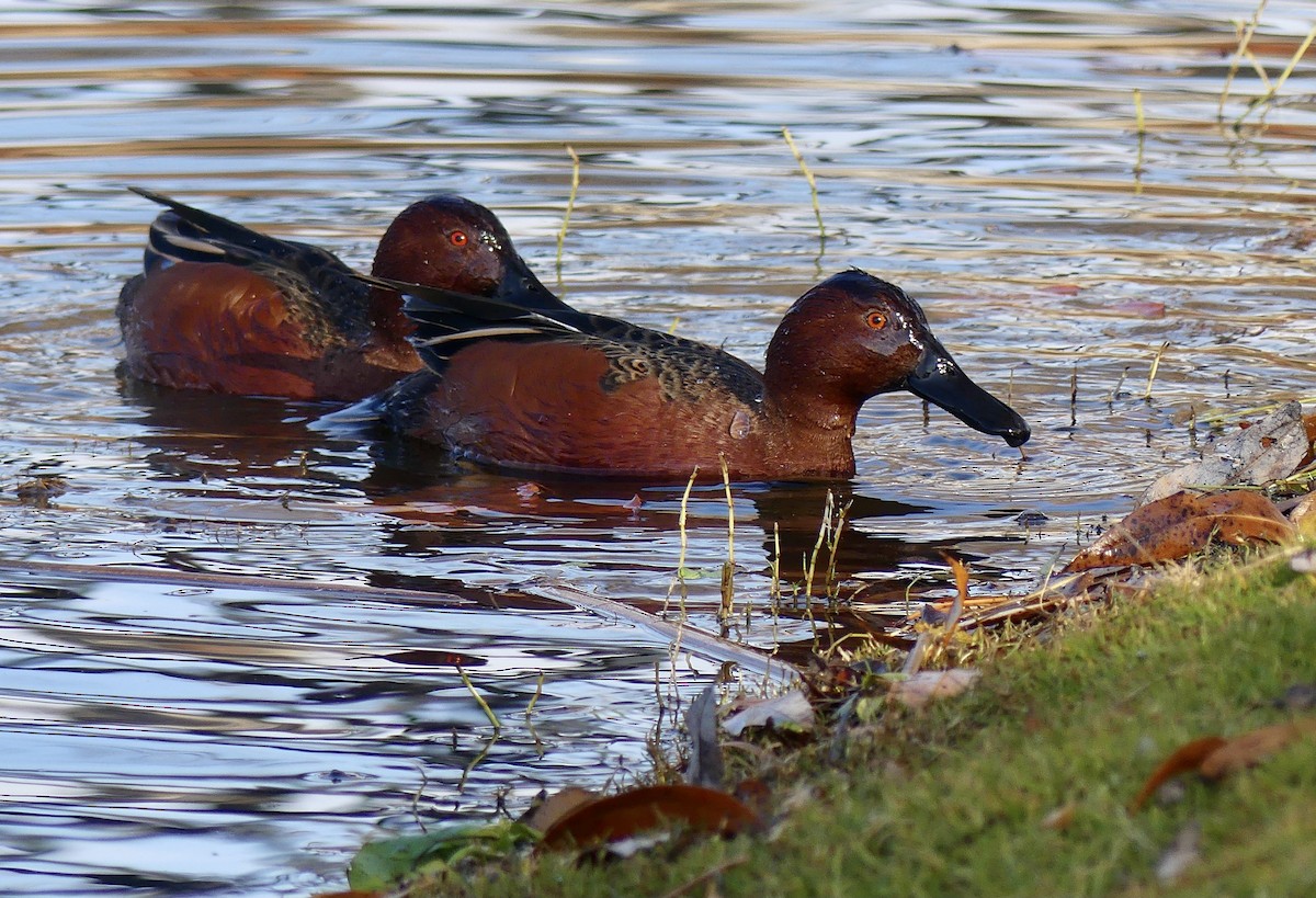 Cinnamon Teal - Eitan Altman