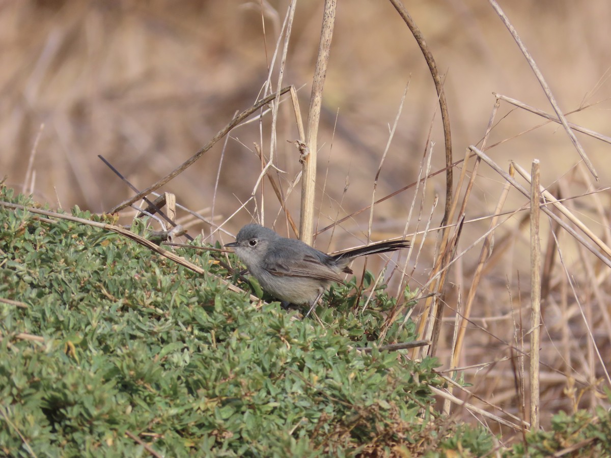 Perlita Californiana - ML294854811