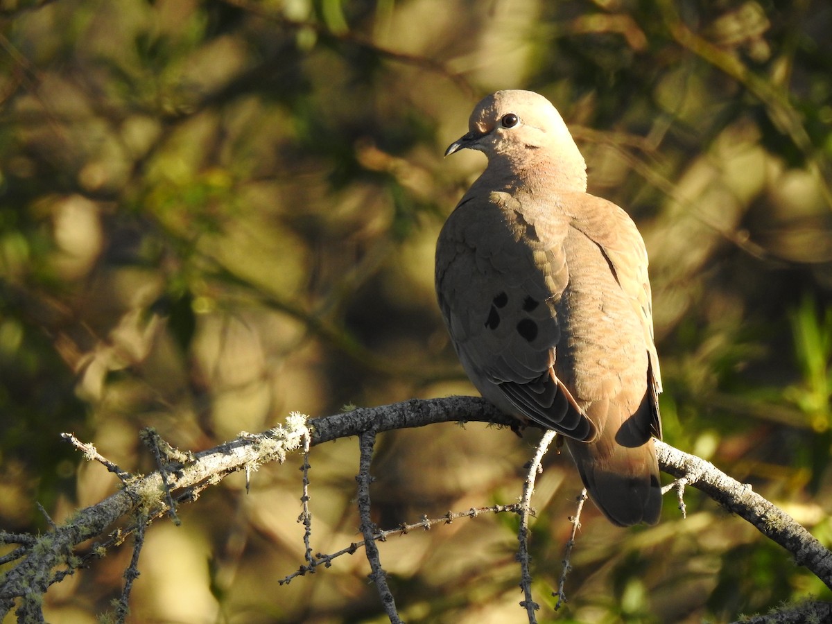 Eared Dove - Manuel Alejandro Fuentealba Barrientos