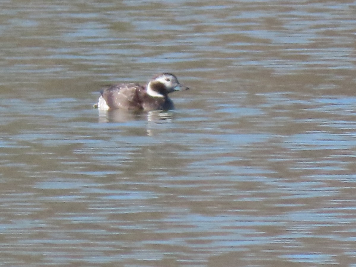 Long-tailed Duck - ML294856971