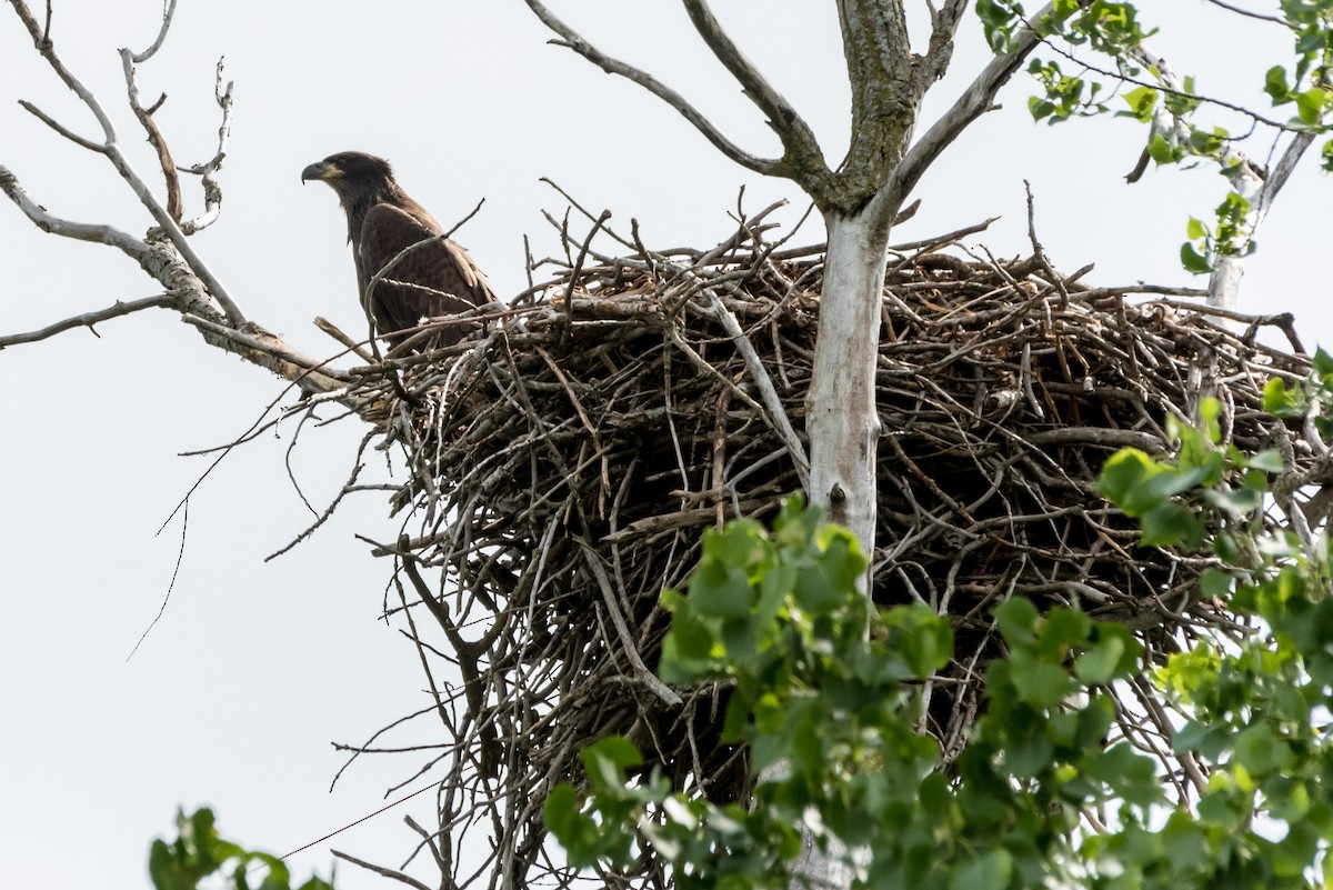 Bald Eagle - ML294857931