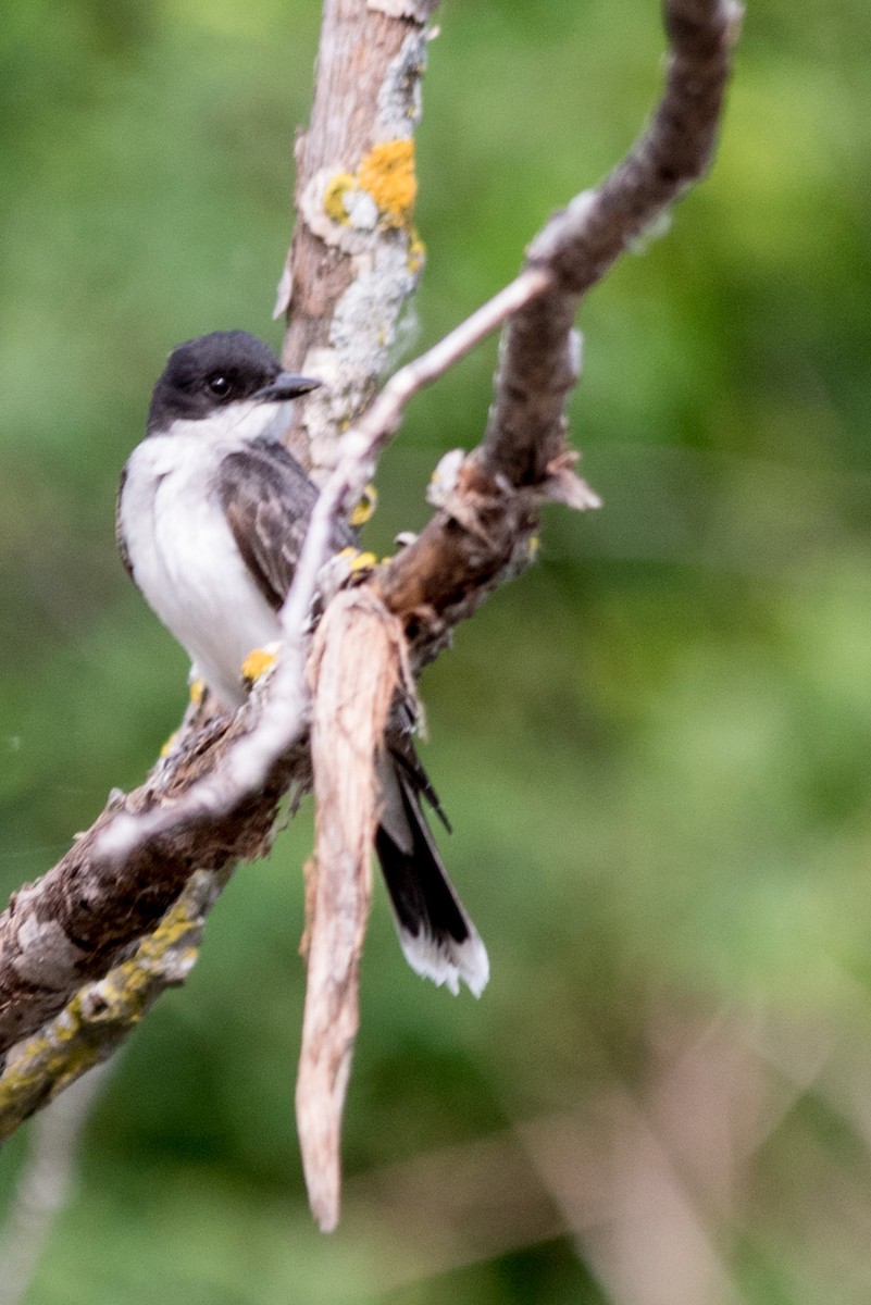 Eastern Kingbird - ML294857991