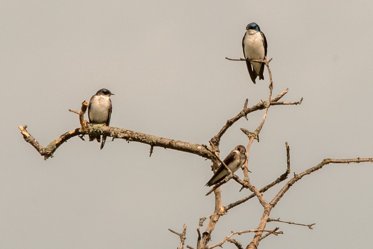 Tree Swallow - ML294858441