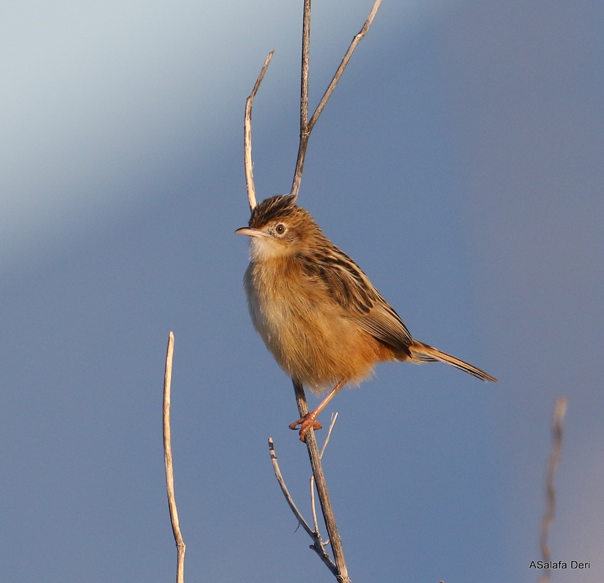 Zitting Cisticola (Western) - ML294858961