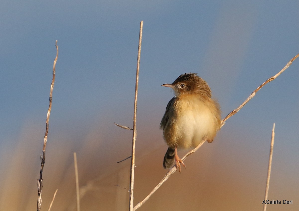 Zitting Cisticola (Western) - ML294858991