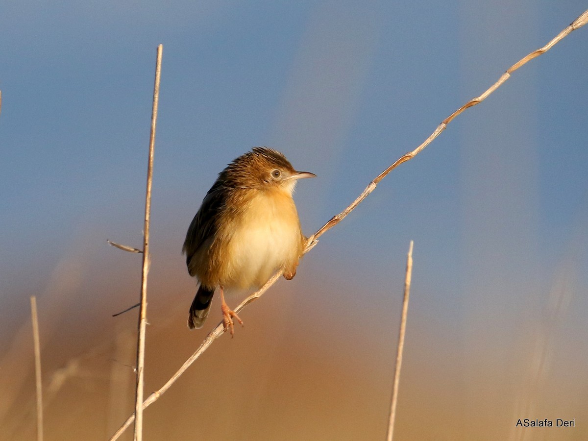 Zitting Cisticola (Western) - ML294859001