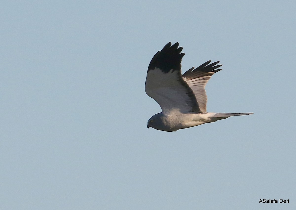 Hen Harrier - ML294860021