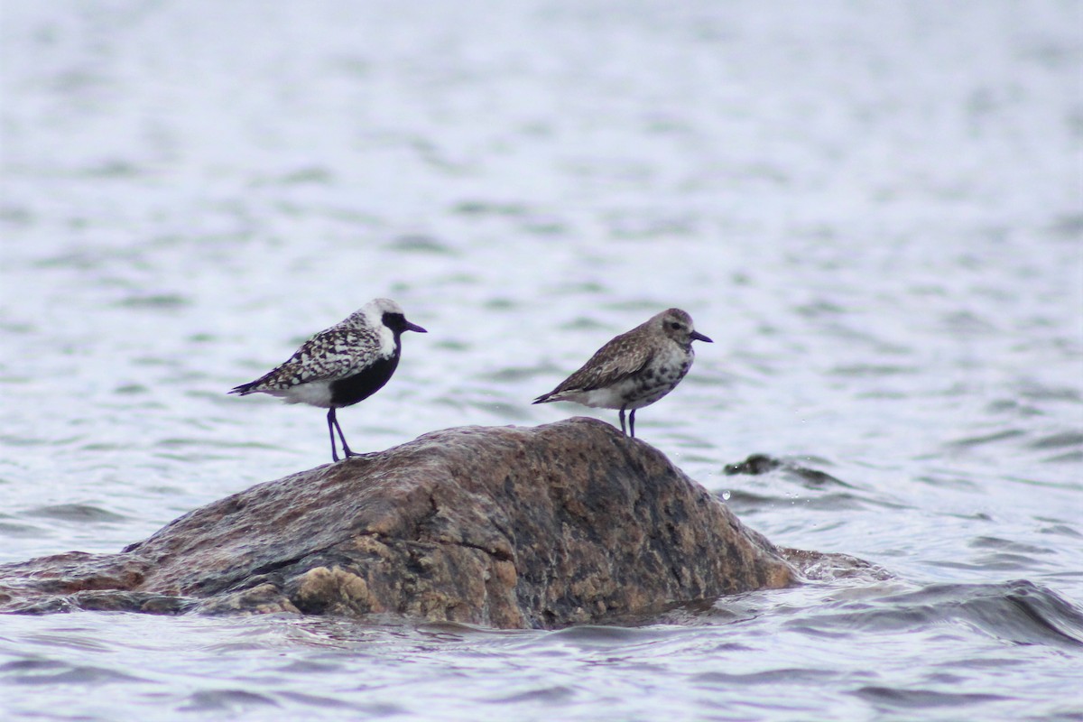 Black-bellied Plover - Alexandre Anctil