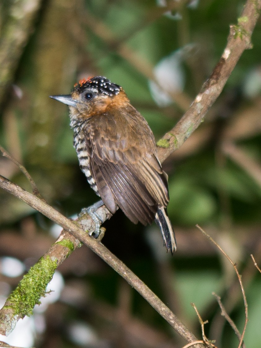 Ochre-collared Piculet - ML294862181