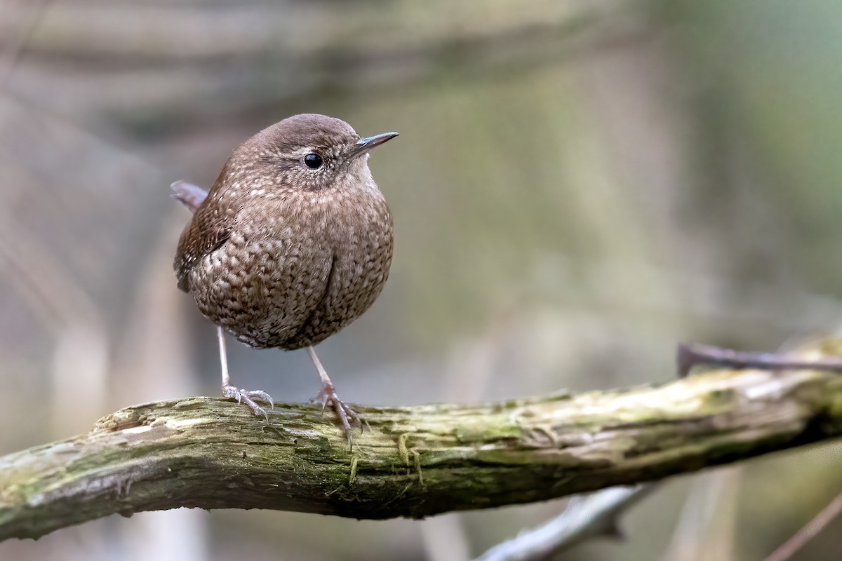 Winter Wren - ML294862371