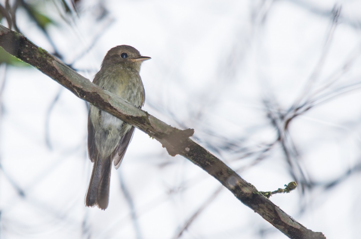 Euler's Flycatcher - ML294862831