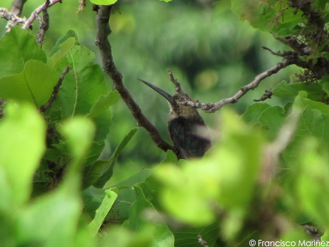 Pale-headed Jacamar - ML29486331