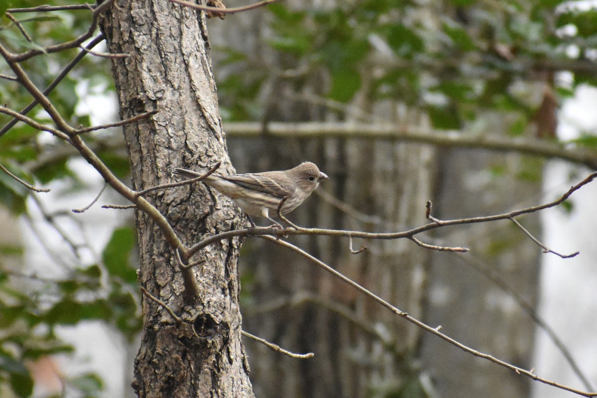 House Finch - ML294865061