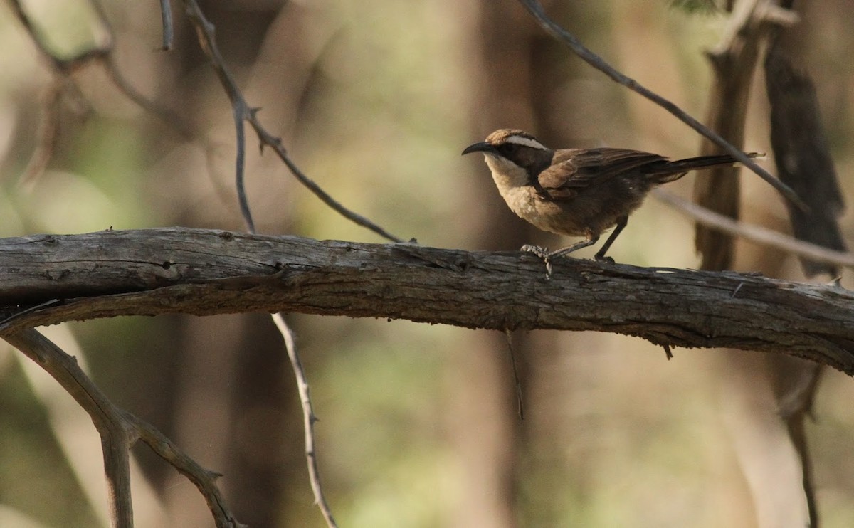 White-browed Babbler - ML294865141