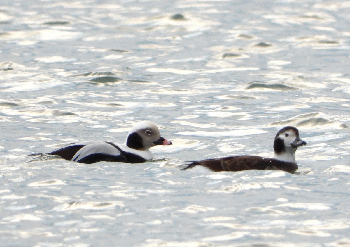 Long-tailed Duck - Martin Rheinheimer