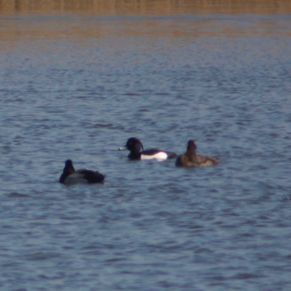 Tufted Duck - ML294867391