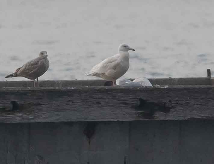 Glaucous Gull - ML294868691