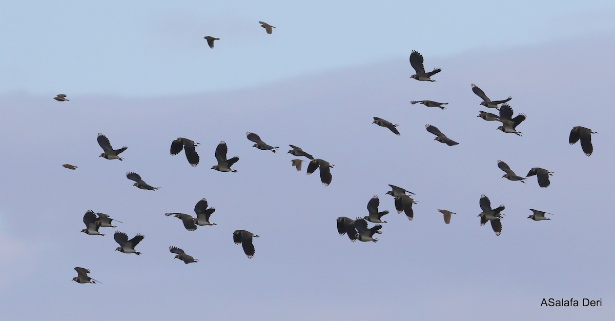 Northern Lapwing - ML294870801