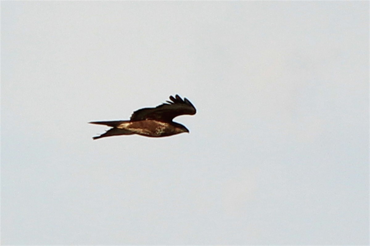 Common Buzzard - ML294875651