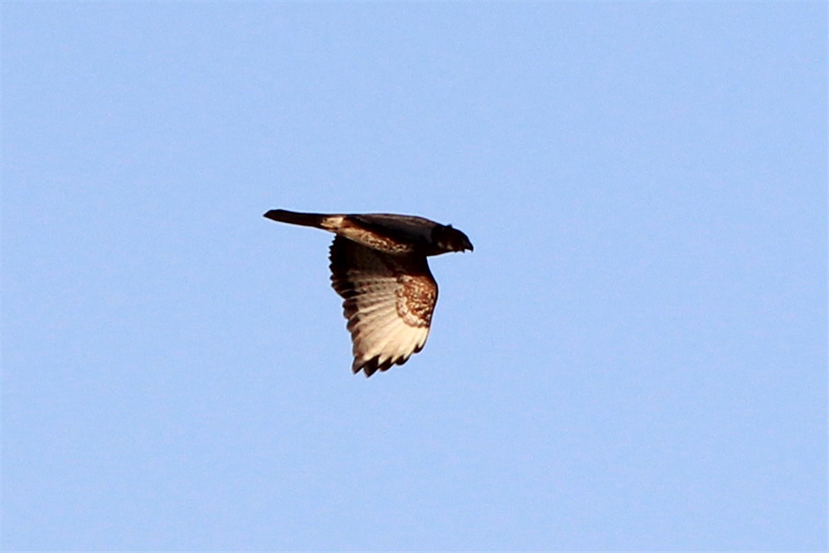 Common Buzzard - ML294875661