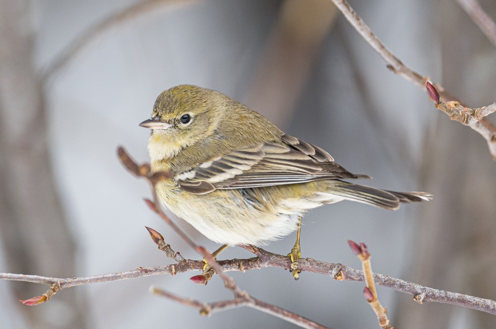 Pine Warbler - ML294876831