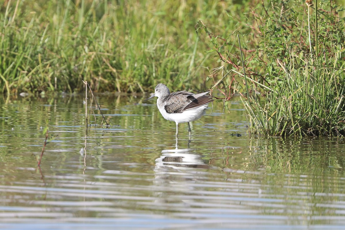 Common Greenshank - ML294876941