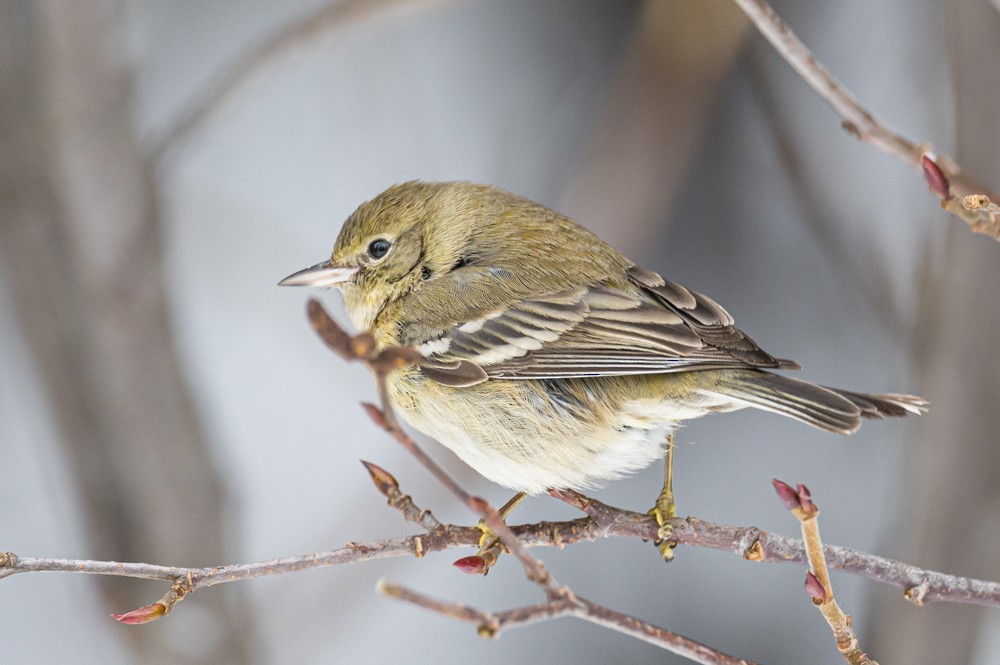 Pine Warbler - Frank King