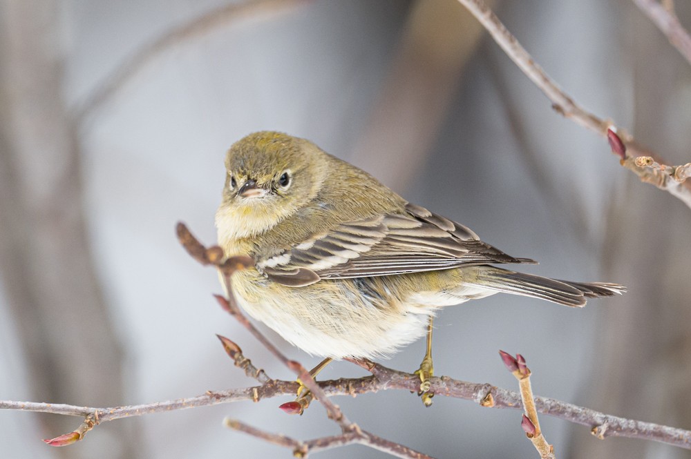 Pine Warbler - Frank King