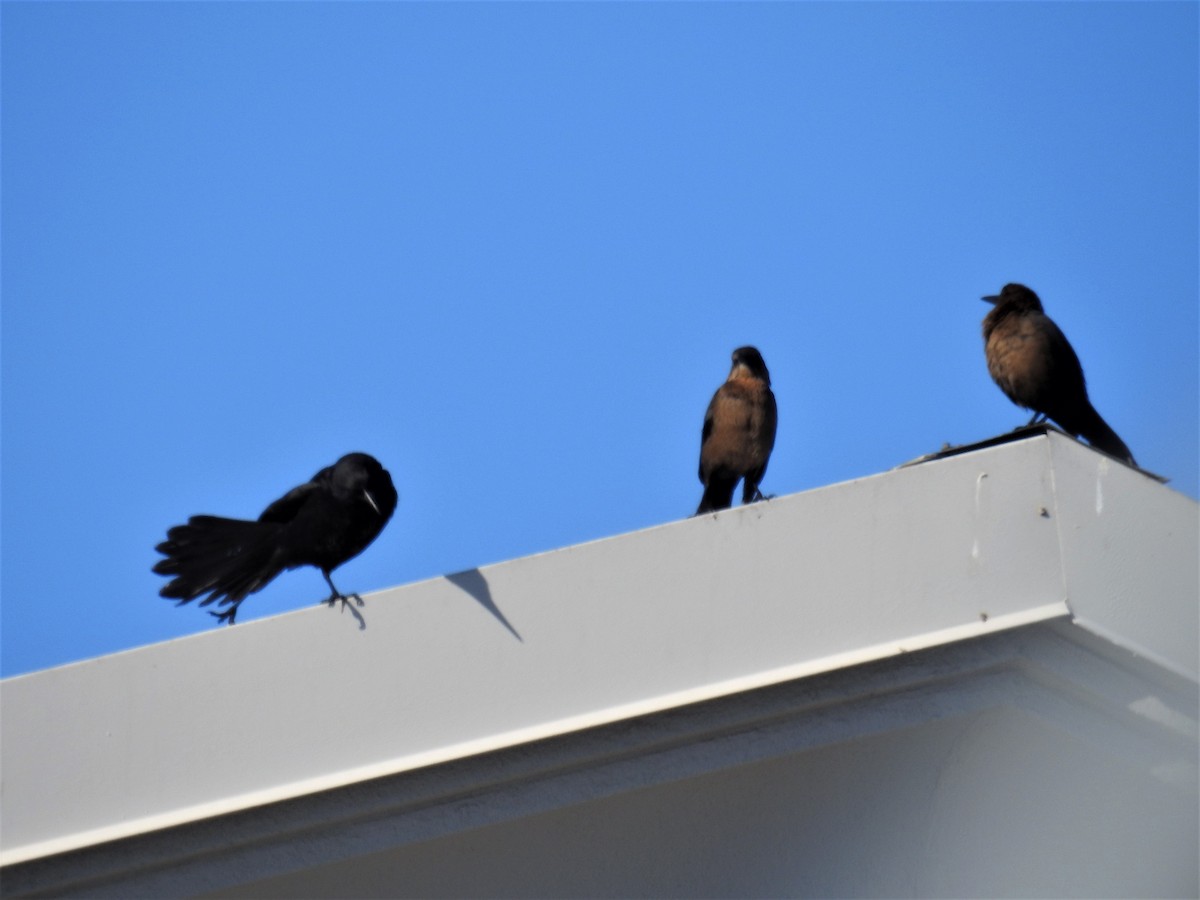 Great-tailed Grackle - ML294877251