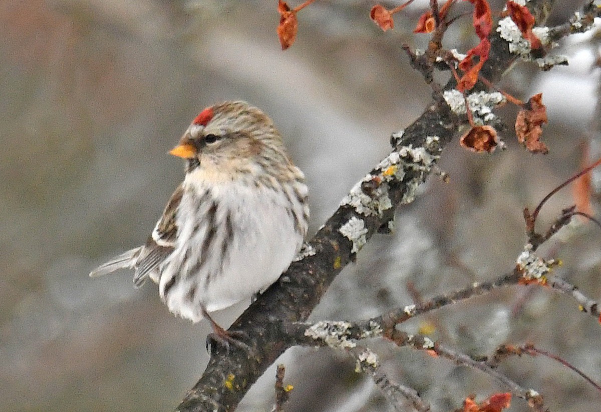 Common Redpoll - ML294877951