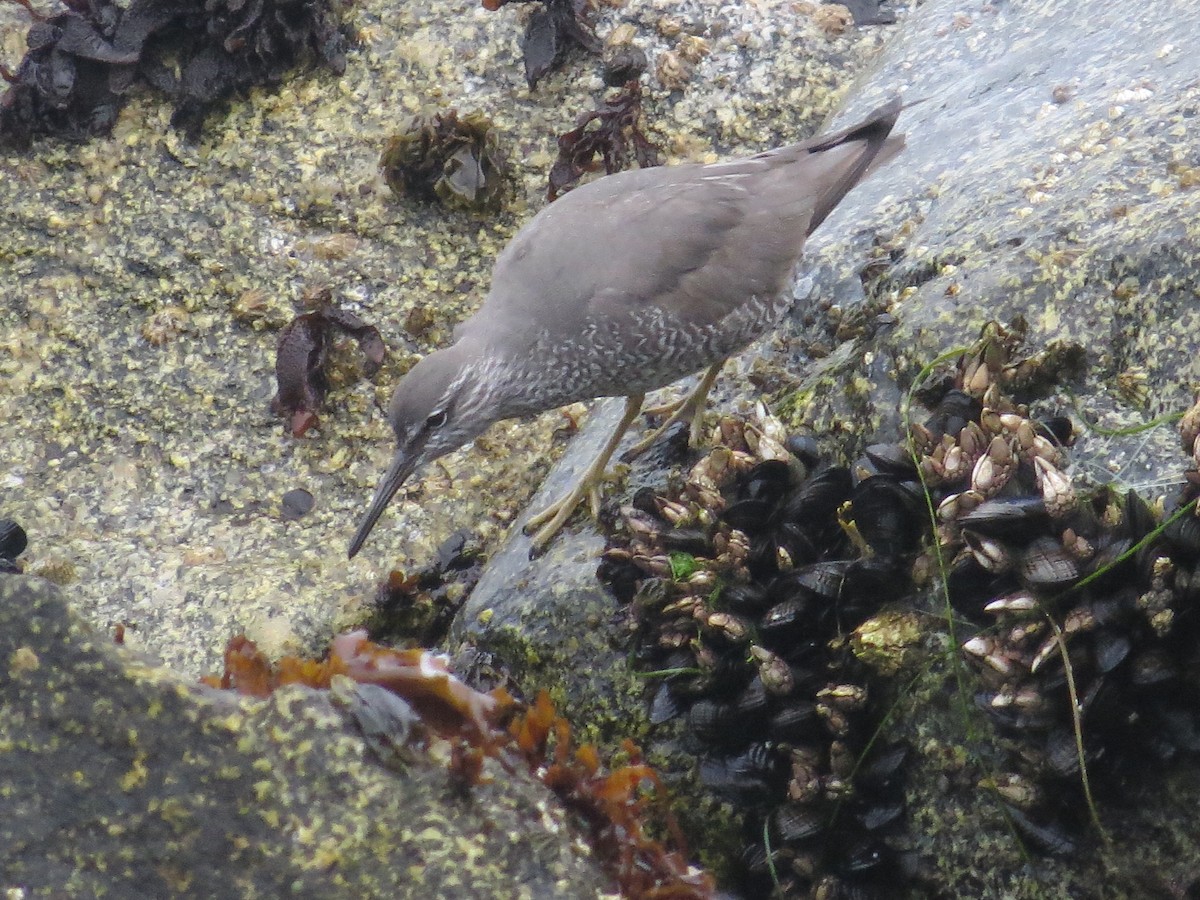 Wandering Tattler - ML29488261