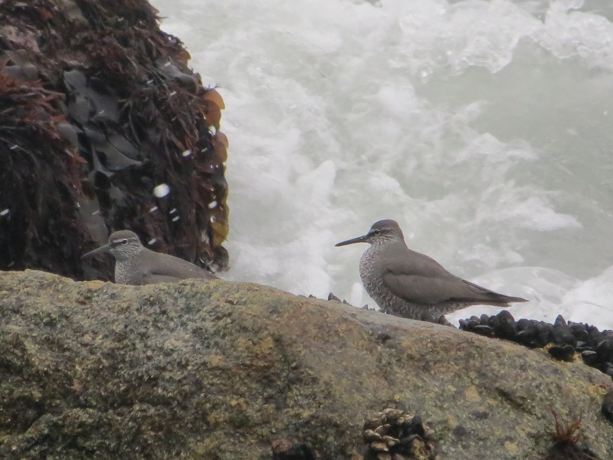 Wandering Tattler - ML29488271